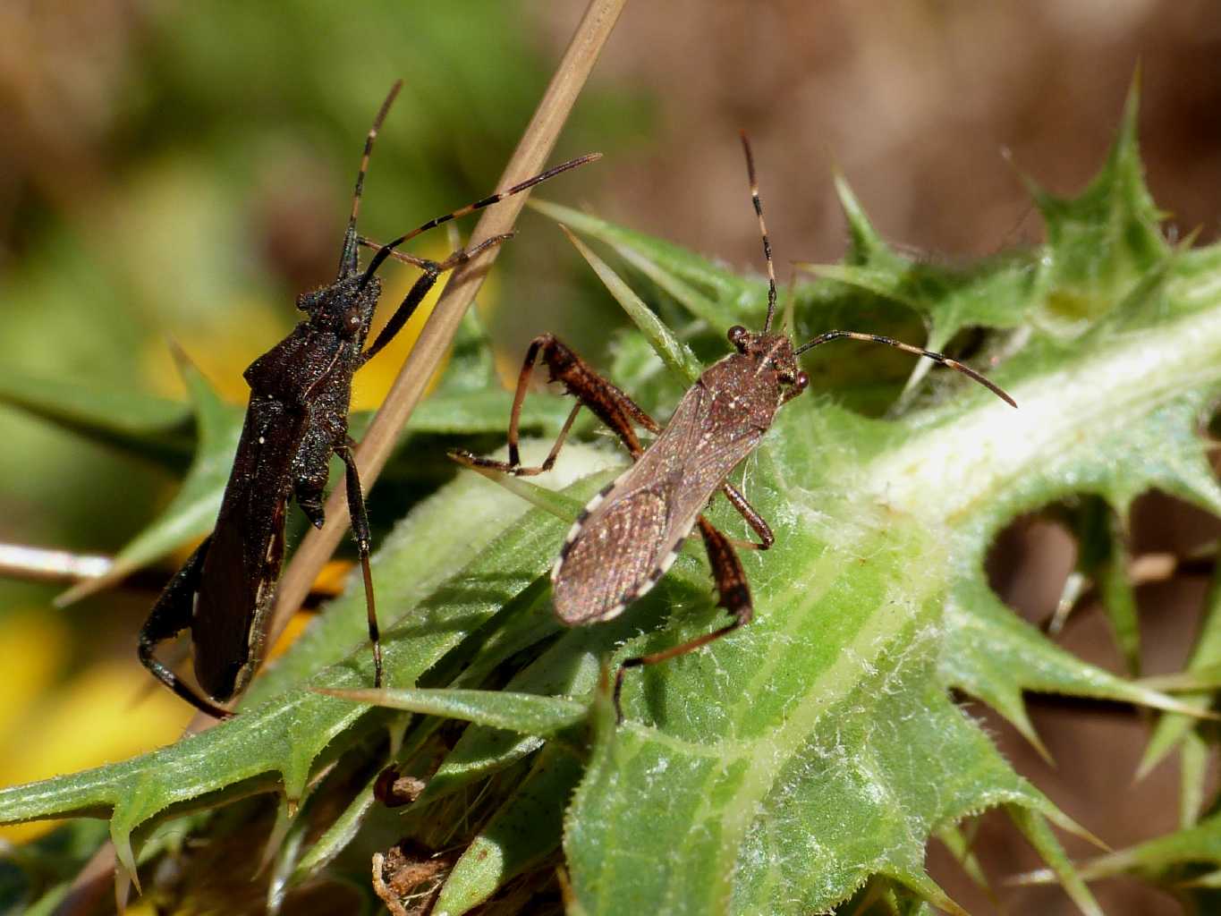 Alydidae (coppia?) su cardo - Camptopus lateralis